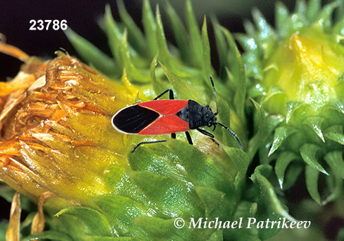 Whitecrossed Seed Bug (Neacoryphus bicrucis)